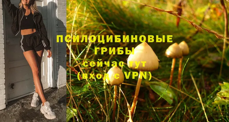 Псилоцибиновые грибы Psilocybine cubensis  Новоузенск 